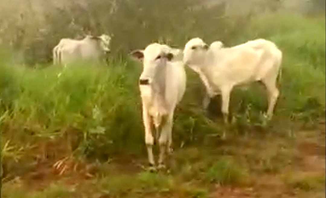 Estudante denuncia que gado apreendido na propriedade da família está solto na BR: “Pode causar acidente, matar uma pessoa ou sofrer mais ainda”