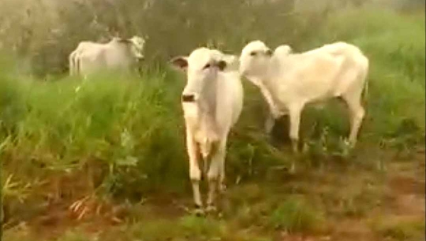 Estudante denuncia que gado apreendido na propriedade da família está solto na BR: “Pode causar acidente, matar uma pessoa ou sofrer mais ainda”