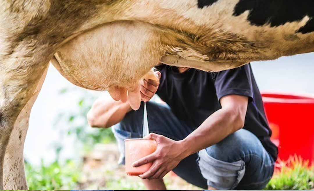 Produção de leite do Acre é considerada insuficiente, se comparada à bacia leiteira de Rondônia