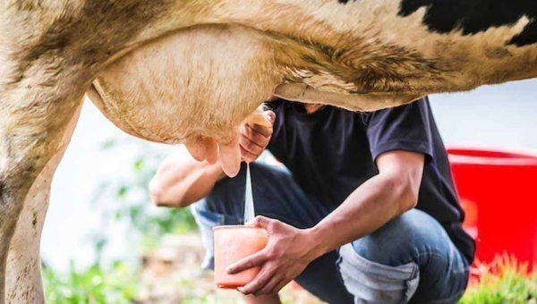 Produção de leite do Acre é considerada insuficiente, se comparada à bacia leiteira de Rondônia