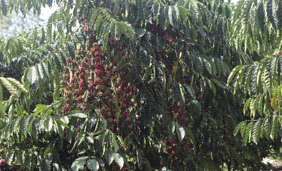 Câmara aprova cessão de secador para cooperativa e fortalece a produção cafeeira em Assis Brasil