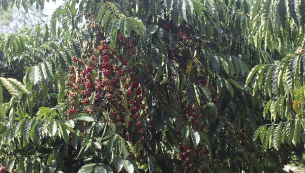 Câmara aprova cessão de secador para cooperativa e fortalece a produção cafeeira em Assis Brasil