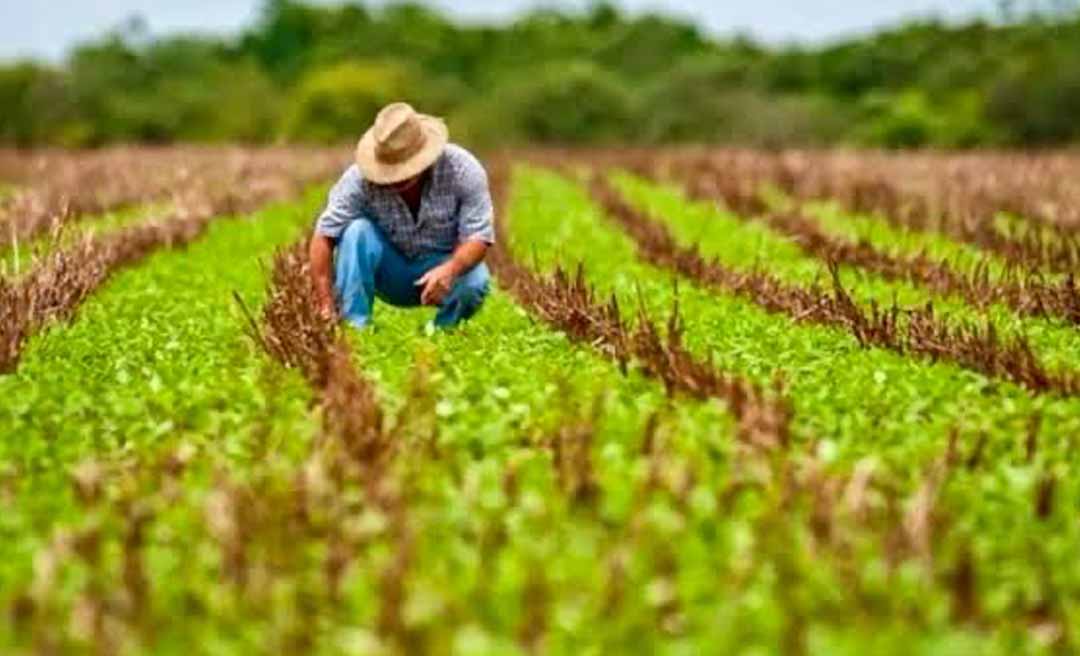 Banco da Amazônia lança Plano Safra 2025/2026 com R$ 12 bilhões e aposta em agricultura sustentável na Região Amazônica