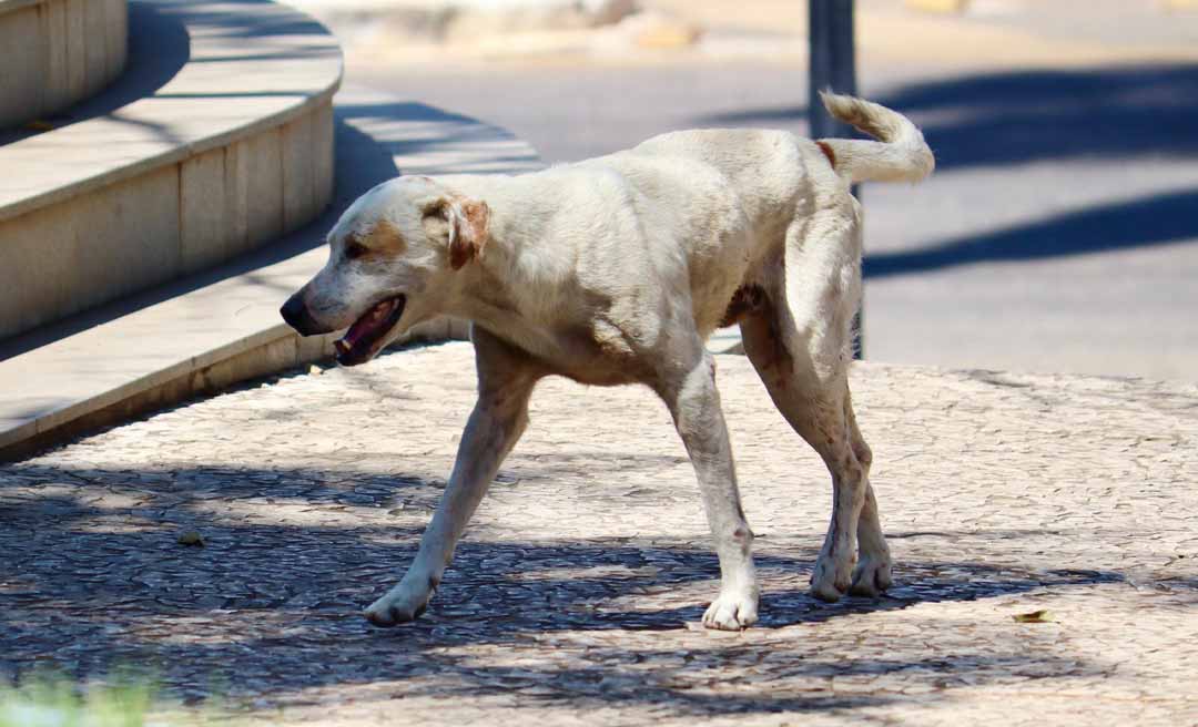 Ministério Público aciona Justiça para obrigar poder público municipal a proteger animais abandonados
