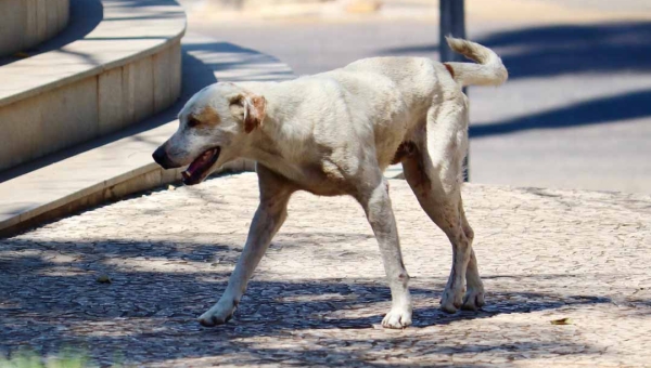 Ministério Público aciona Justiça para obrigar poder público municipal a proteger animais abandonados