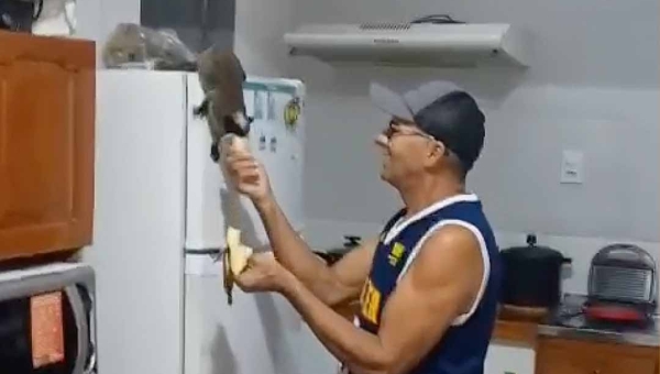 Filando a bóia! Casal se diverte com invasão de macacos bigodeiros em residência na zona urbana de Rio Branco