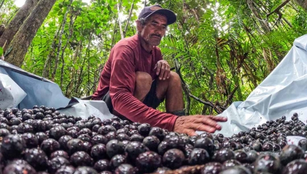 Agora é lei: Com alta produtividade, Feijó se torna a Capital do Açaí