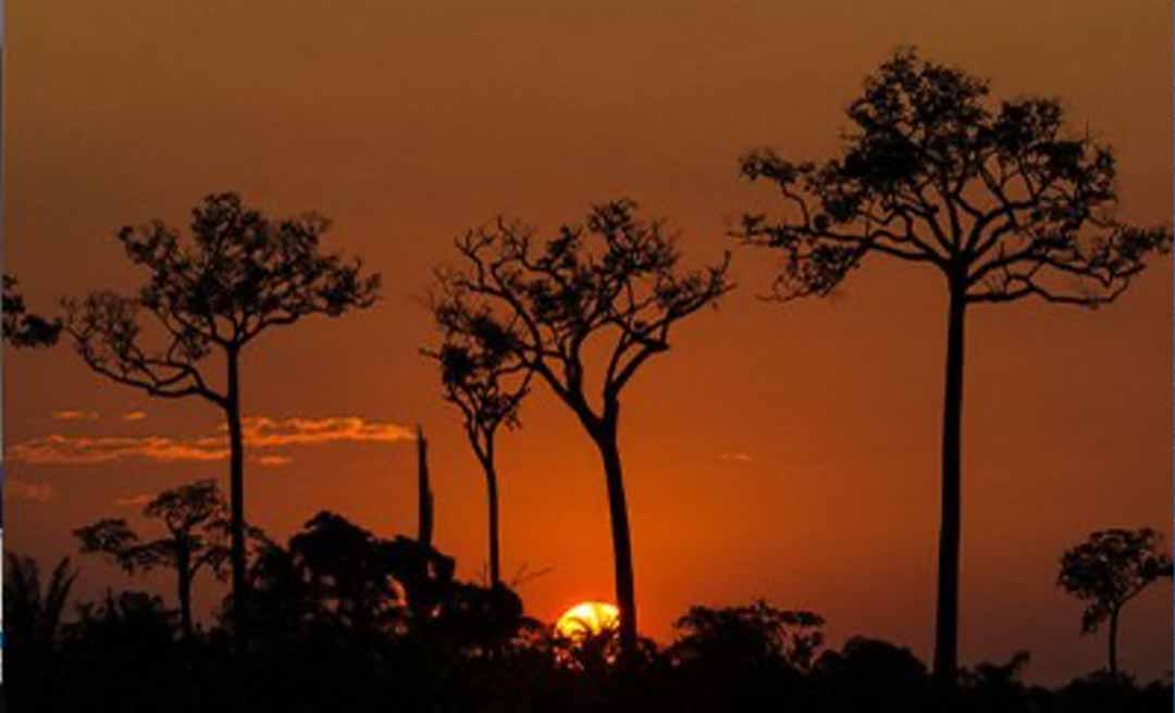 Após ação do MPF, Justiça determina que ICMBio realize georreferenciamento na Reserva Chico Mendes