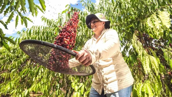 Estudo mostra a importância da polinização animal para a atividade agrícola e extrativista do Acre