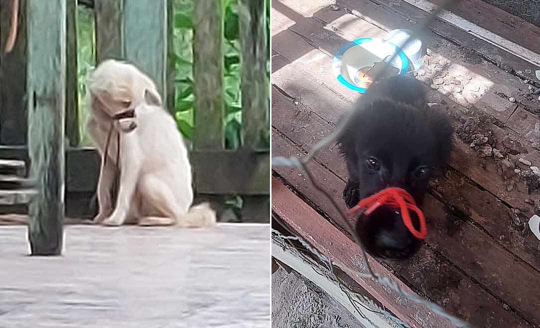 Justiça acreana condena homem por maus-tratos a cães após deixar animais sem cuidados durante viagem