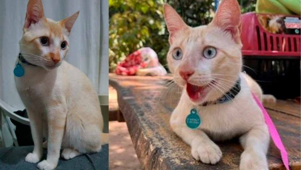 Ajudem a encontrar o ‘Tapioca’! Família procura por gato desaparecido próximo ao Horto Florestal e oferece recompensa de R$ 1 mil