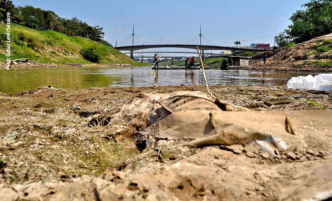 Seca no Acre já traz prejuízos no campo com a morte de animais e perda de lavouras