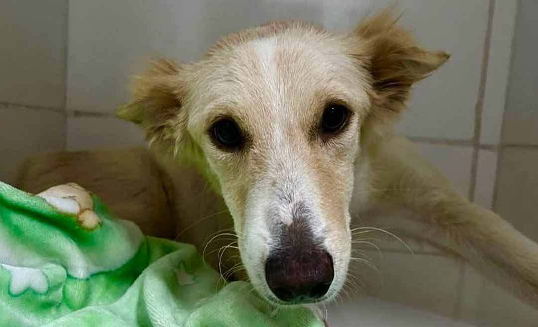 Ajude a “Loba”: ONG Patinha Carente lança campanha para custear cirurgia de cadela atropelada em Rio Branco