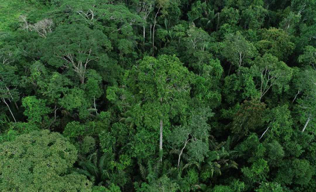 Com atuação conjunta entre órgãos da agenda ambiental, Acre reduz em 73% o número de focos de queimadas em julho