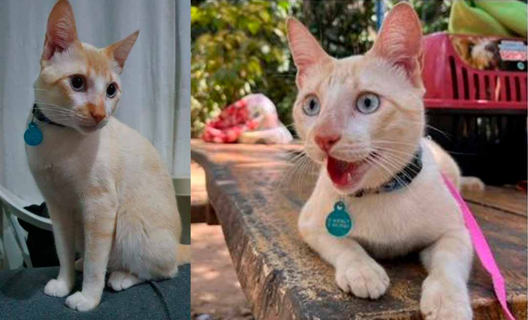 Gato Tapioca é encontrado após mais de duas semanas desaparecido em Rio Branco
