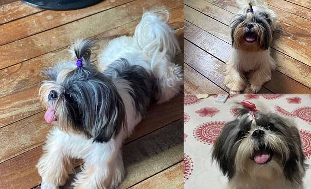 Ajudem a encontrar ‘Lua Maria’: família oferece recompensa de R$ 1 mil para encontrar cadela desaparecida em Rio Branco