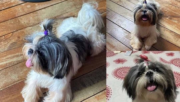 Ajudem a encontrar ‘Lua Maria’: família oferece recompensa de R$ 1 mil para encontrar cadela desaparecida em Rio Branco