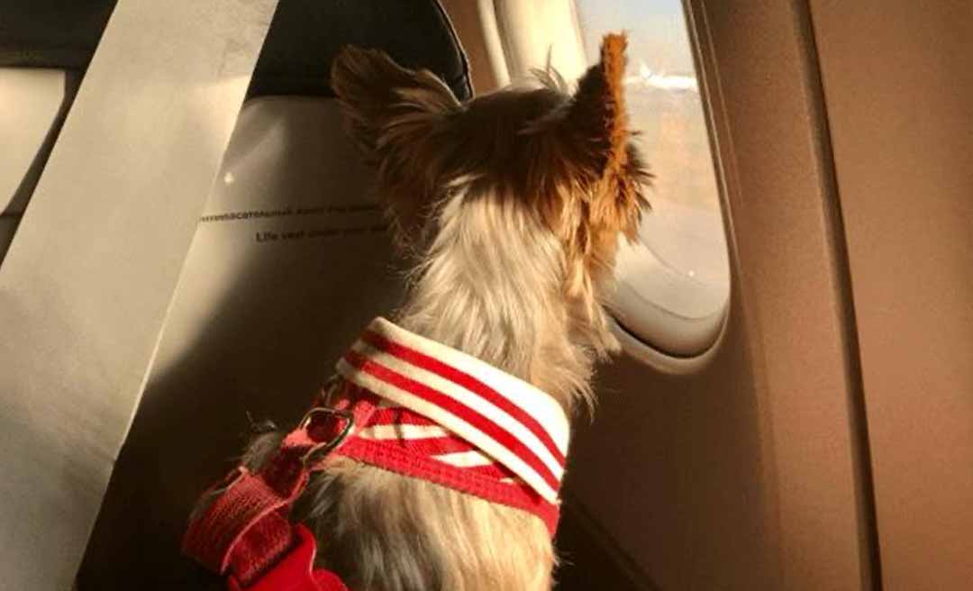 Justiça do Acre mantém condenação de companhia aérea por impedir embarque de cão de apoio emocional