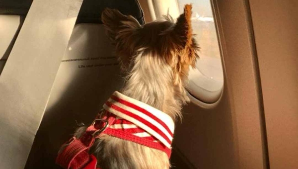 Justiça do Acre mantém condenação de companhia aérea por impedir embarque de cão de apoio emocional