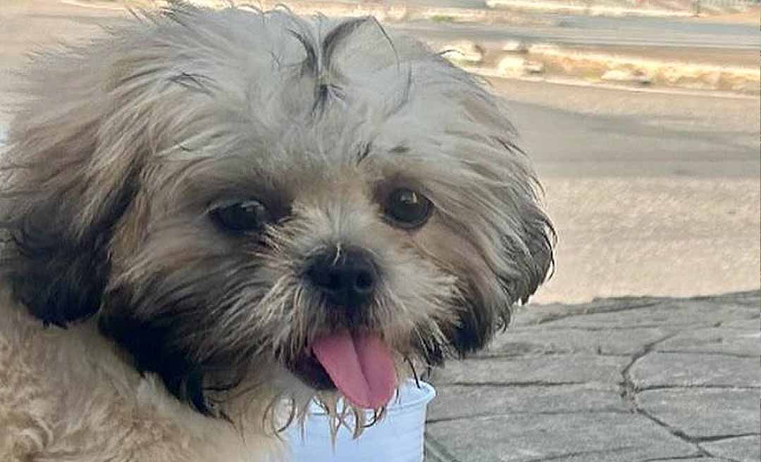 Cadê ‘Sofia’? Família oferece R$ 5 mil de recompensa para encontrar cadela desaparecida após acidente em Rio Branco