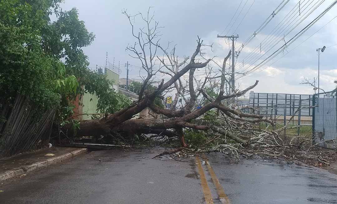 Temporal derruba árvore na rua Isaura Parente e causa bloqueio no acesso