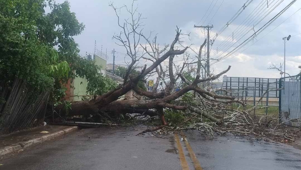 Temporal derruba árvore na rua Isaura Parente e causa bloqueio no acesso