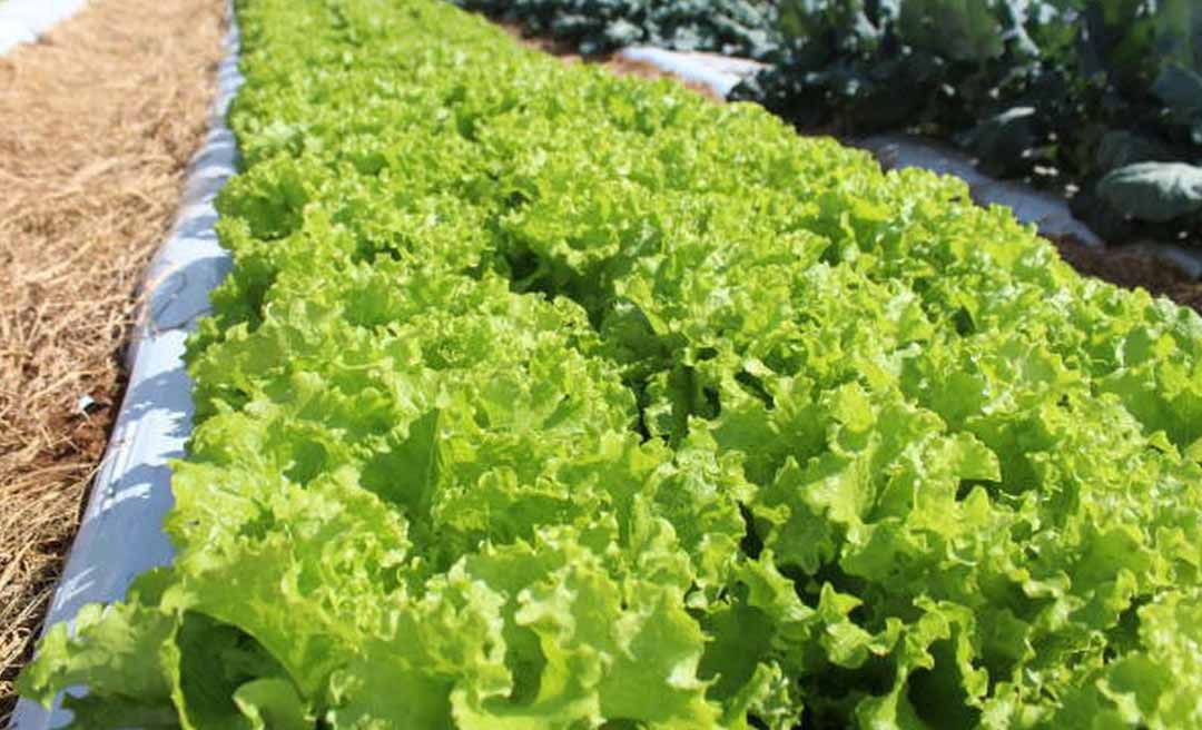 Crise climática ameaça cultivo de alface em campo aberto, diz Embrapa