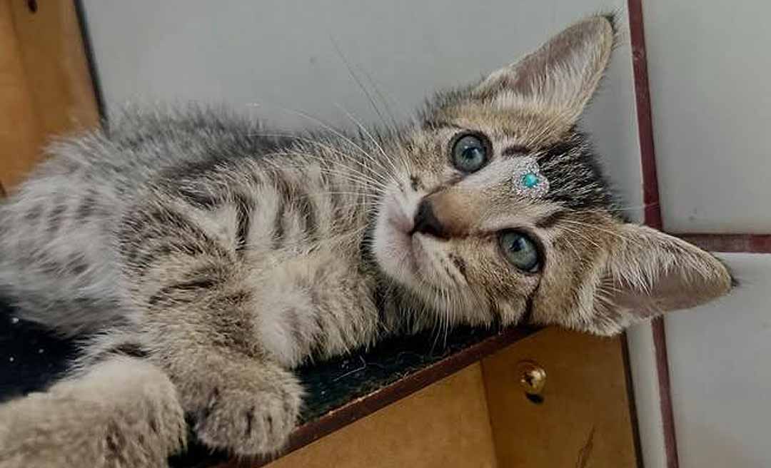 “Até onde vai esse preconceito?”: ativista denuncia discriminação na adoção de gatos em Rio Branco