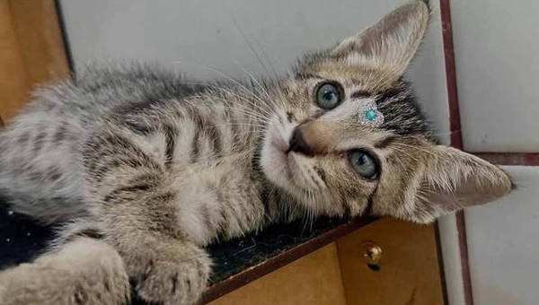 “Até onde vai esse preconceito?”: ativista denuncia discriminação na adoção de gatos em Rio Branco