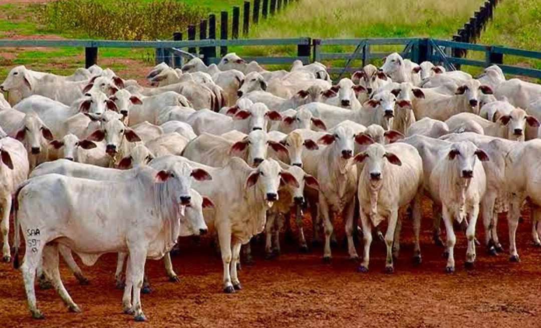 Rio Branco lidera comércio de gado no Acre; pecuária já movimentou quase R$ 3 bilhões em 2025 no Estado