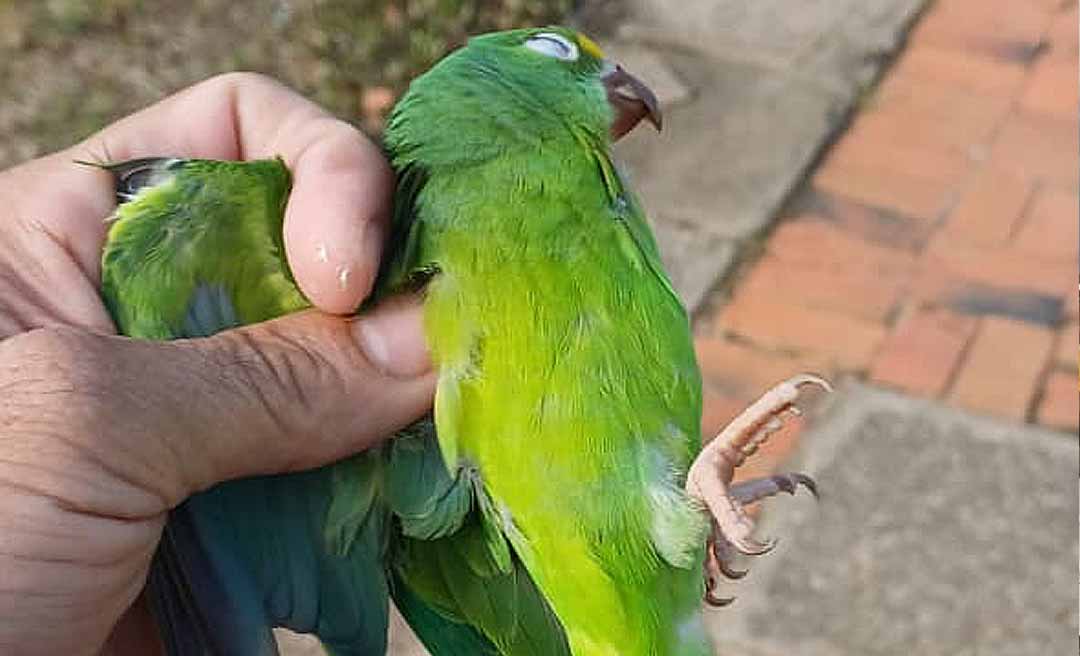 Toda vida importa: Bombeiros são acionados para salvar periquito no Parque do Ipê, em Rio Branco