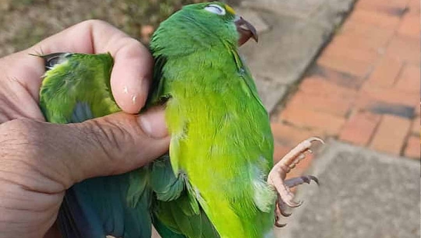 Toda vida importa: Bombeiros são acionados para salvar periquito no Parque do Ipê, em Rio Branco