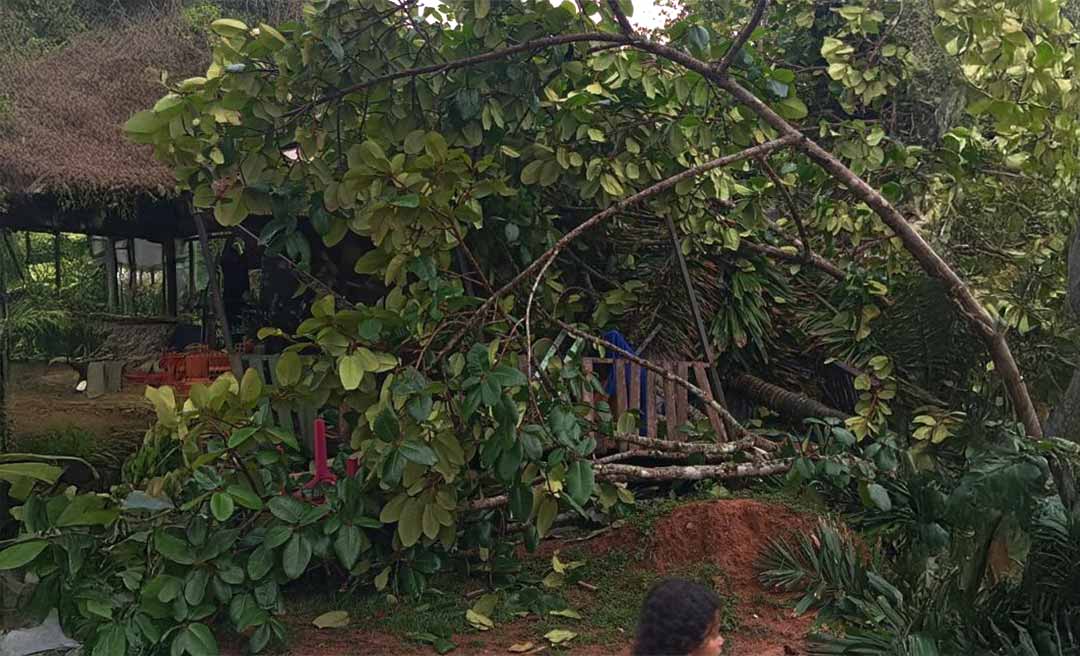 Chuva forte em Rio Branco derruba árvores em residências e danifica fiação elétrica