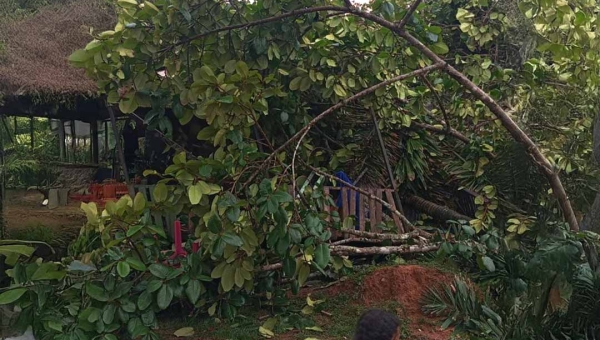 Chuva forte em Rio Branco derruba árvores em residências e danifica fiação elétrica