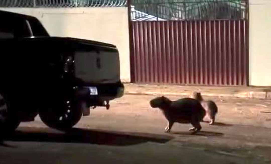 “Morar no Acre é isso: você tá saindo de casa e se depara com duas capivaras”, comenta jovem ao se deparar com os animais na porta de casa