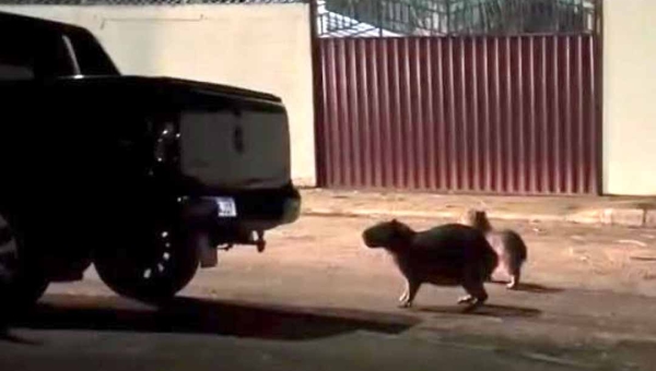 “Morar no Acre é isso: você tá saindo de casa e se depara com duas capivaras”, comenta jovem ao se deparar com os animais na porta de casa