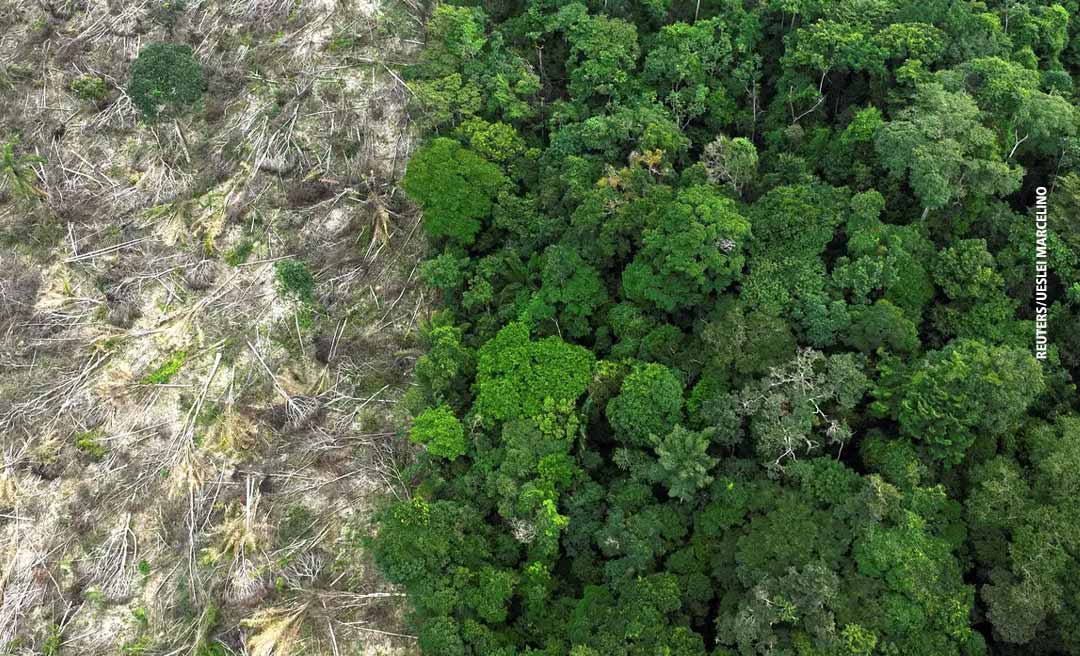 Em 40 anos, Amazônia perdeu área de vegetação do tamanho da França