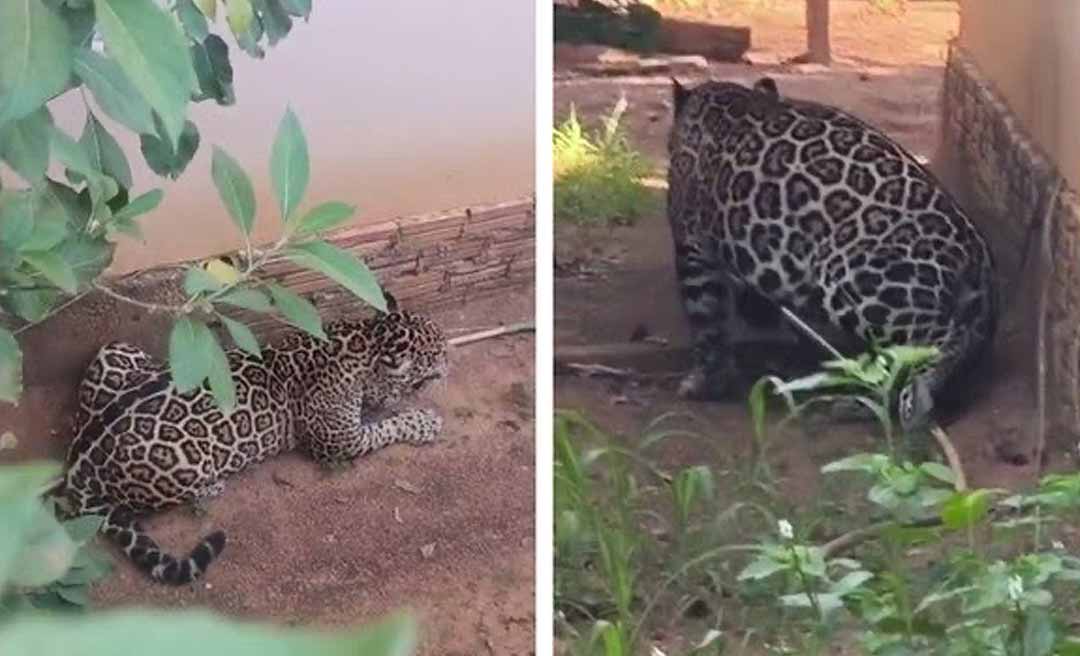 Onça-pintada invade residência em Extrema, distrito de Porto Velho
