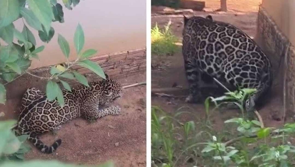Onça-pintada invade residência em Extrema, distrito de Porto Velho