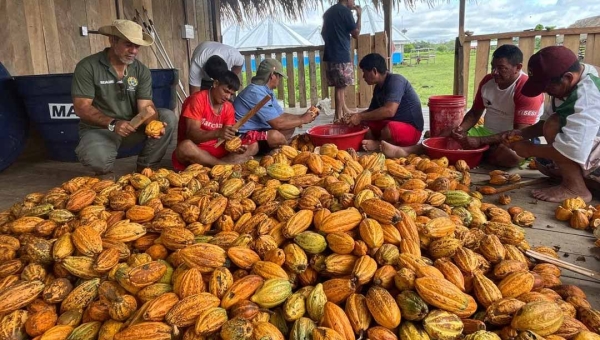 Produção florestal do Acre superou os R$ 115 milhões em 2024, mostra pesquisa