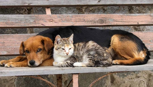 Sociedade Amor a Quatro Patas promove Bazar Beneficente em Rio Branco para quitar dívidas e continuar salvando vidas
