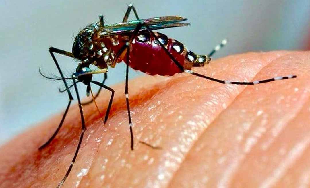 Casos de dengue disparam no Acre em 2025 e cobertura vacinal ainda é baixa; mais de 8 mil notificações foram registradas