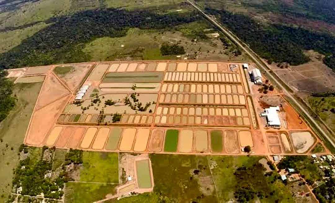 “Quem dá mais?” Leilão da Peixes da Amazônia chega à última chamada com desvalorização e pouca procura