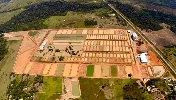 “Quem dá mais?” Leilão da Peixes da Amazônia chega à última chamada com desvalorização e pouca procura