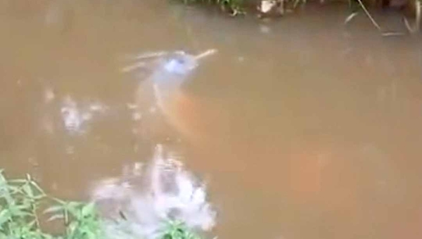Vídeo mostra boto preso em represa de igarapé no interior do Acre; animal fica assustado ao ser importunado