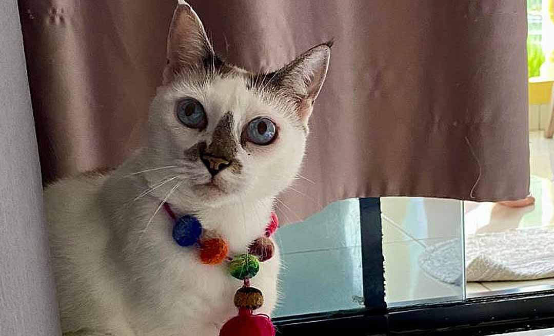 Projeto Amor Animal suspende resgates em Rio Branco por falta de recursos: “Contas se acumularam rapidamente”, diz ativista