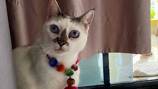 Projeto Amor Animal suspende resgates em Rio Branco por falta de recursos: “Contas se acumularam rapidamente”, diz ativista