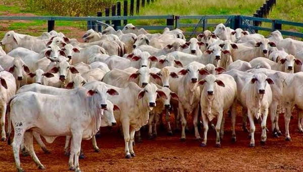 Acre tem uma das maiores médias de bois por habitante do país; Brasiléia lidera rebanho no Estado, aponta IBGE
