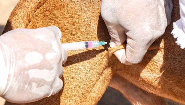 Prefeitura de Rio Branco intensifica vacinação antirrábica e ultrapassa 80% de cobertura em cães e gatos