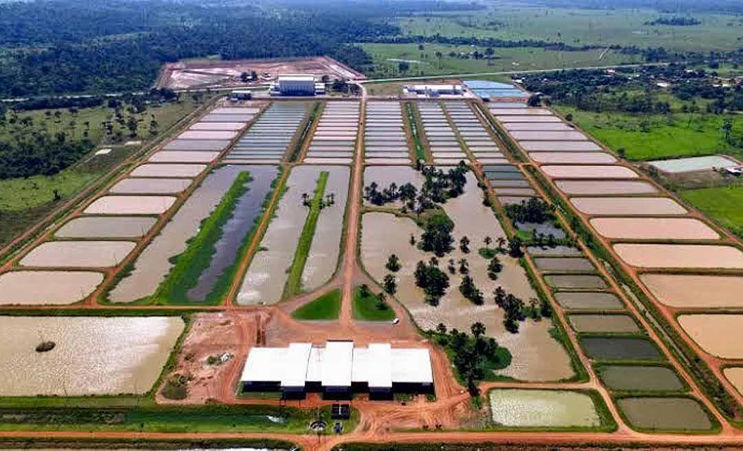 Peixes da Amazônia: leilão reabre nesta quarta, mas não atrai interessados; lance mínimo é de R$ 19 milhões